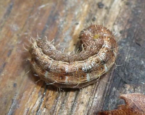 Hoplodrina sp.